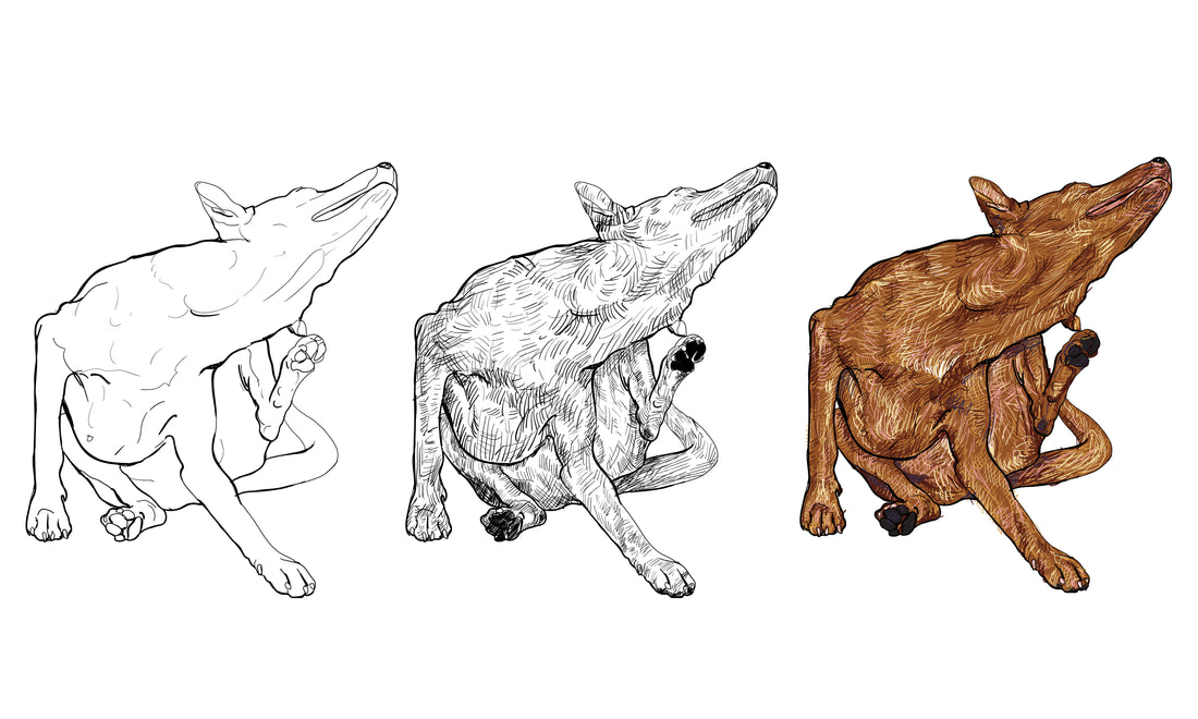 10 Common Dog Health Problems