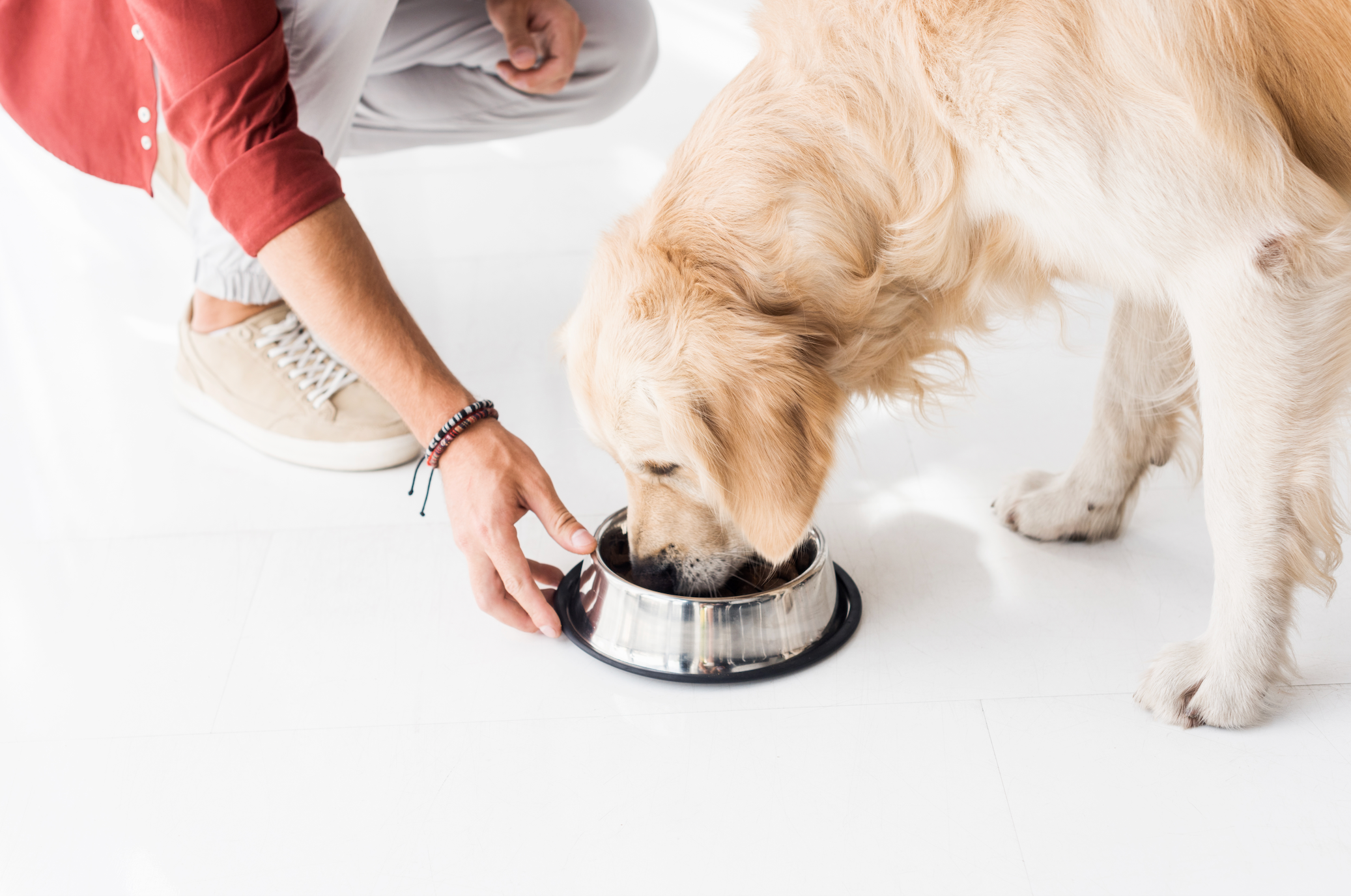 5 Mistakes Pet Owners Make when Switching to a Home-Cooked Diet