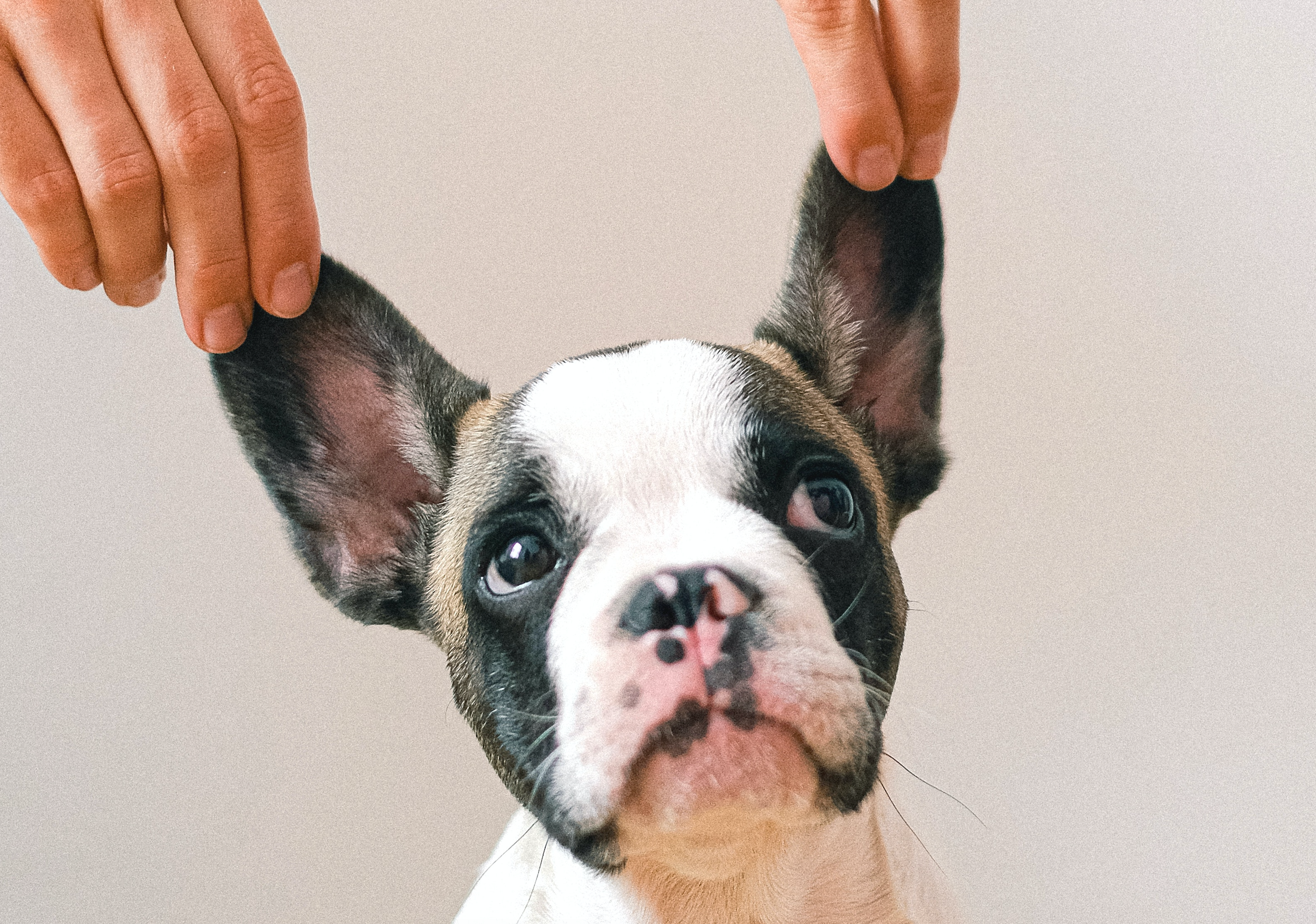 5 Gut-Approved Ear Infection Remedies