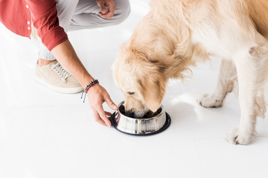 5 Mistakes Pet Owners Make when Switching to a Home-Cooked Diet